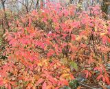 Rhododendron luteum