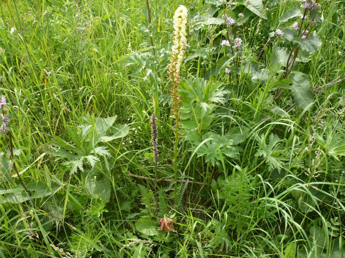 Изображение особи Pedicularis incarnata.