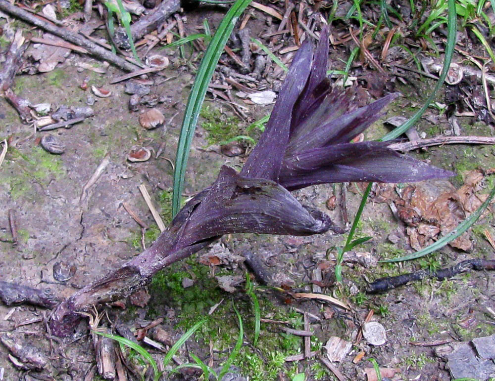 Изображение особи Epipactis purpurata.