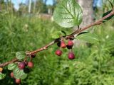 Cotoneaster melanocarpus