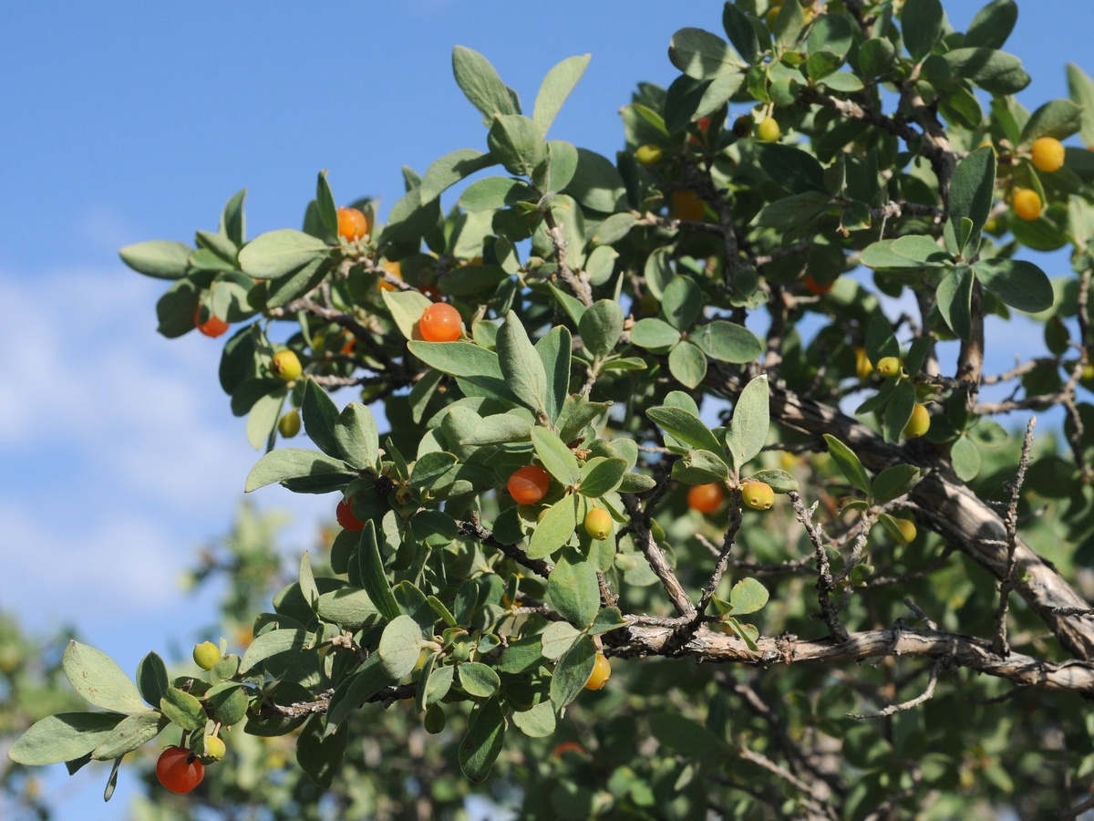 Изображение особи Lonicera microphylla.