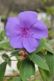 Tibouchina urvilleana. Верхушка растения с цветком и завязавшимися плодами. США, Калифорния, Сан-Франциско, в городском озеленении. 16.02.2014.