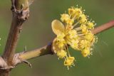 Cornus mas