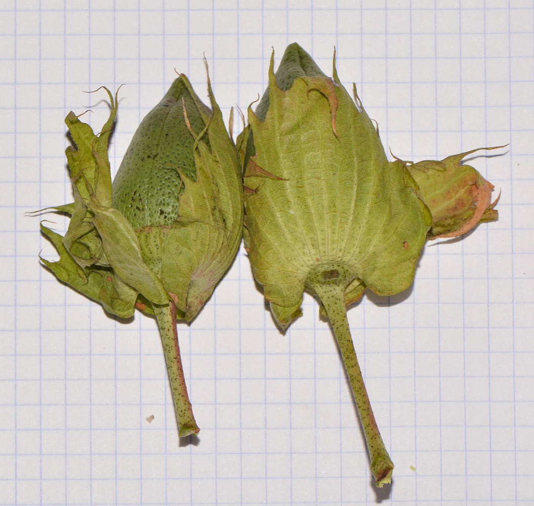 Изображение особи Gossypium hirsutum.