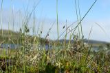 Carex rariflora. Плодоносящие растения на бугре в сообществе с Empetrum hermaphroditum, Rubus chamaemorus и Andromeda polifolia. Мурманская обл., Кольский р-н, окр. пос. Дальние Зеленцы, побережье Столбового озера, мезотрофное мелкобугристое осоково-сфагновое болото. 25.07.2016.