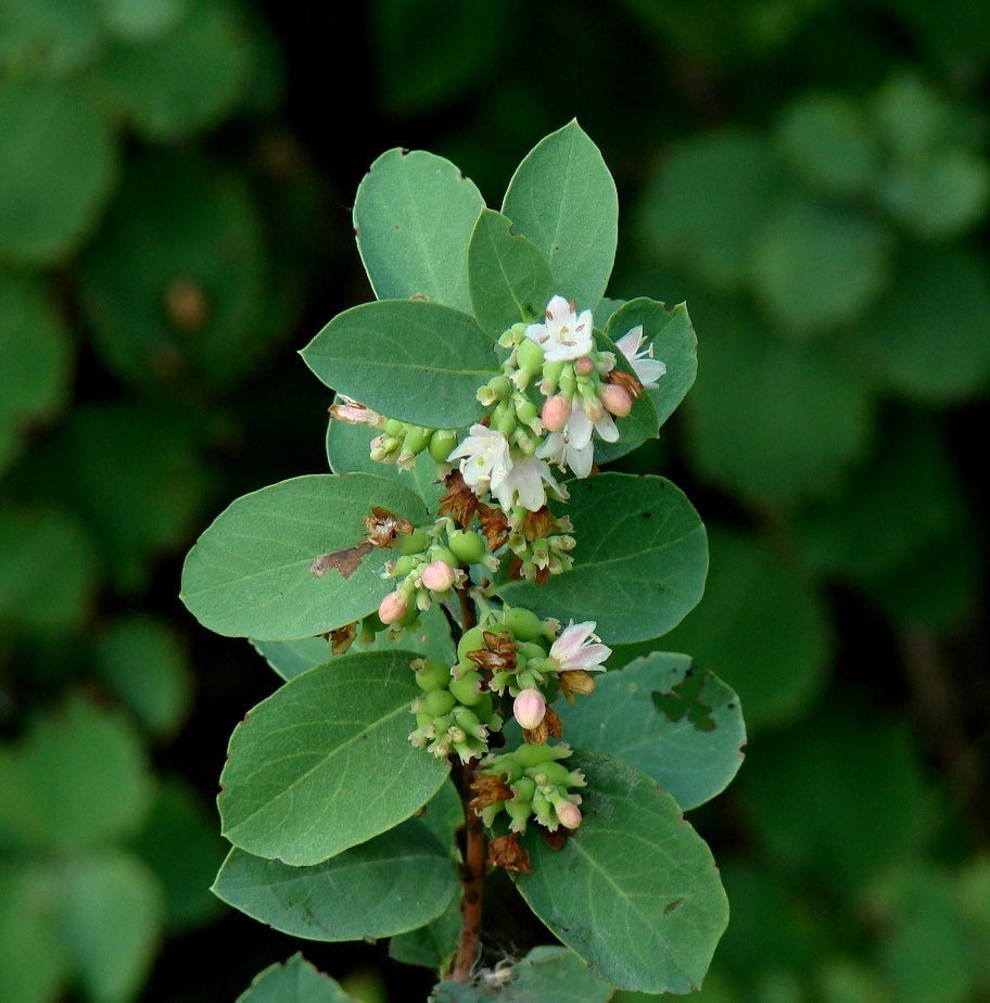 Image of Symphoricarpos albus var. laevigatus specimen.