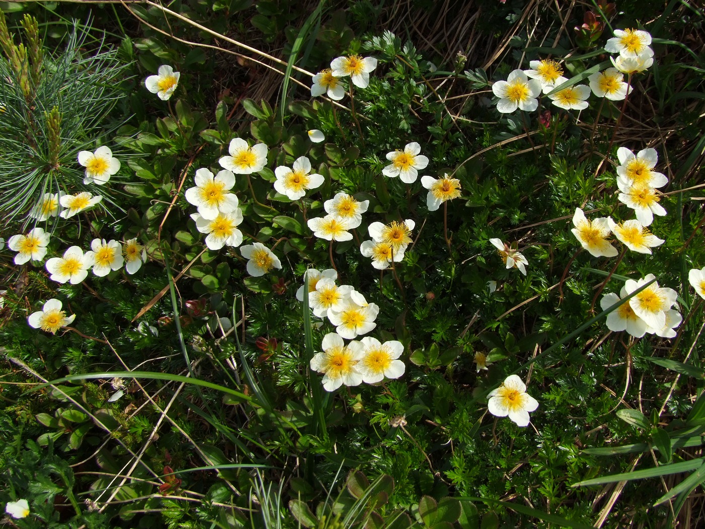 Image of Sieversia pusilla specimen.