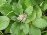 Borago officinalis