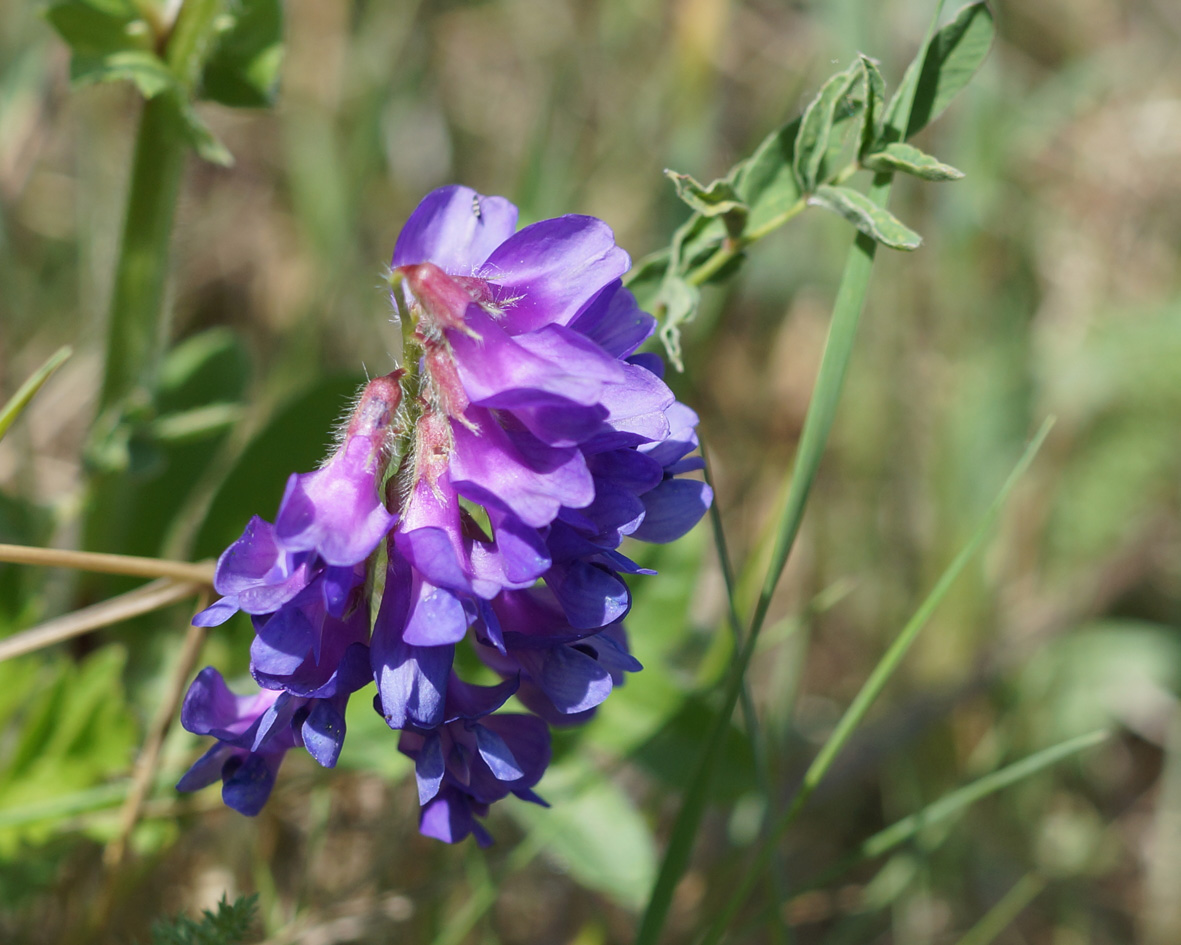 Изображение особи Vicia amoena.