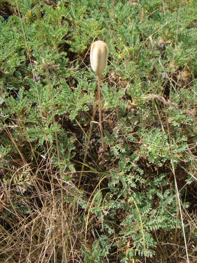 Image of Tulipa biflora specimen.