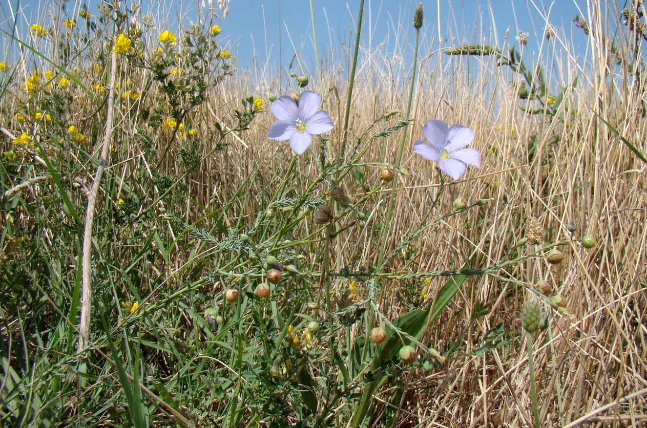 Image of Linum squamulosum specimen.