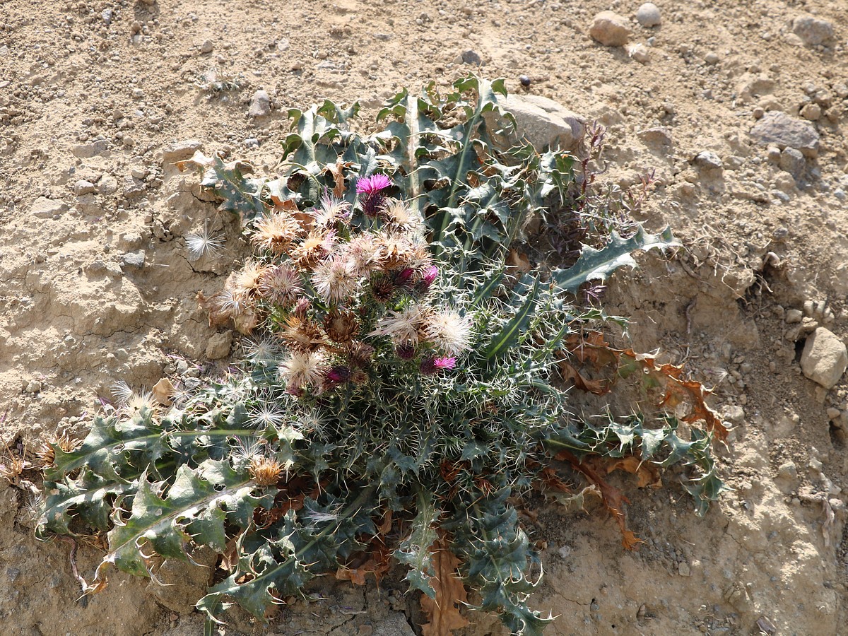 Изображение особи род Cirsium.