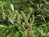 Salix krylovii. Верхушка ветви с незрелыми соплодиями. Магаданская обл., окр. г. Магадан, низовье р. Магаданка, ивняк в долине. 01.07.2018.