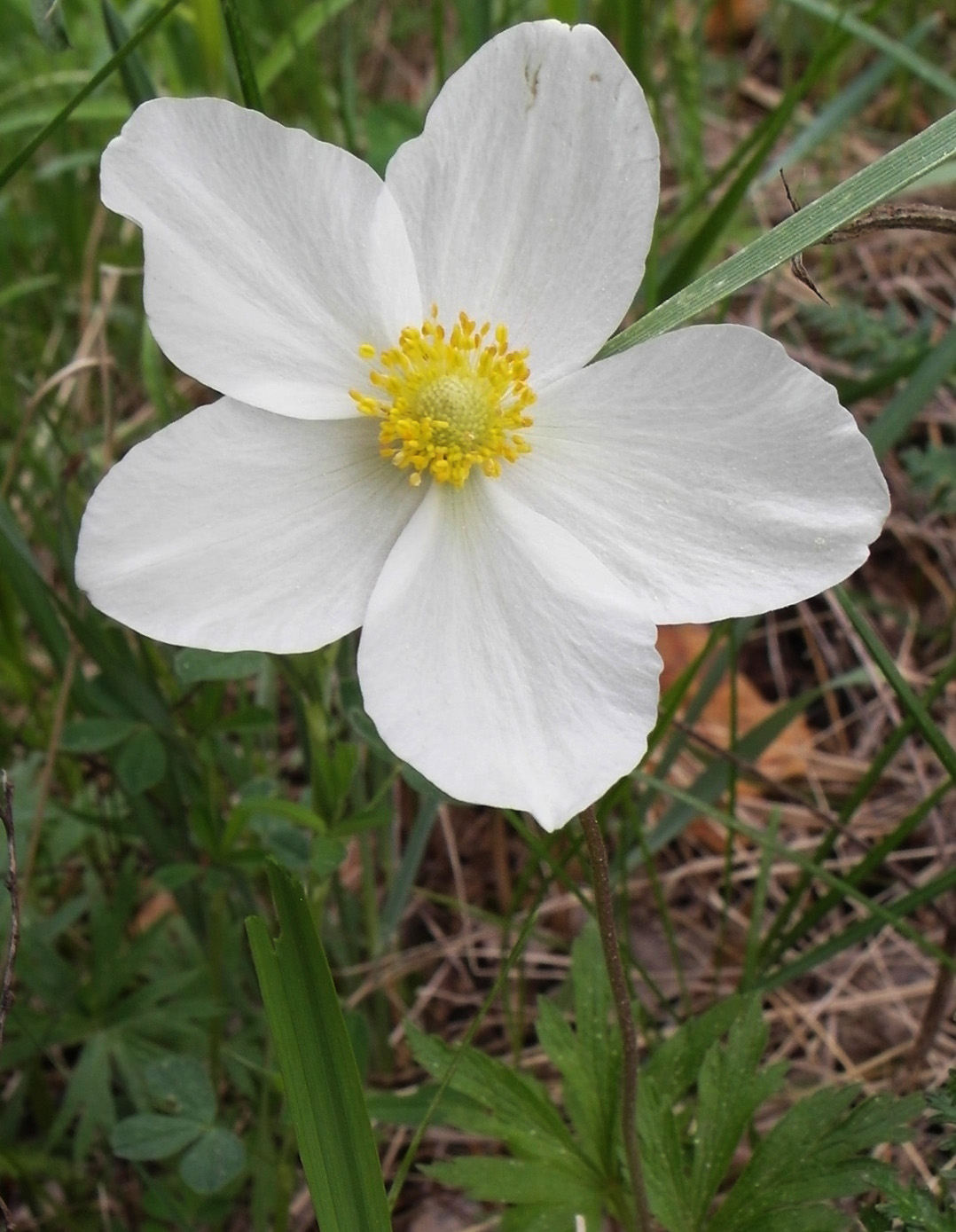 Изображение особи Anemone sylvestris.