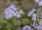 Ageratum houstonianum. Соцветие. Пермь, Свердловский р-н, в озеленении. 21 августа 2018 г.