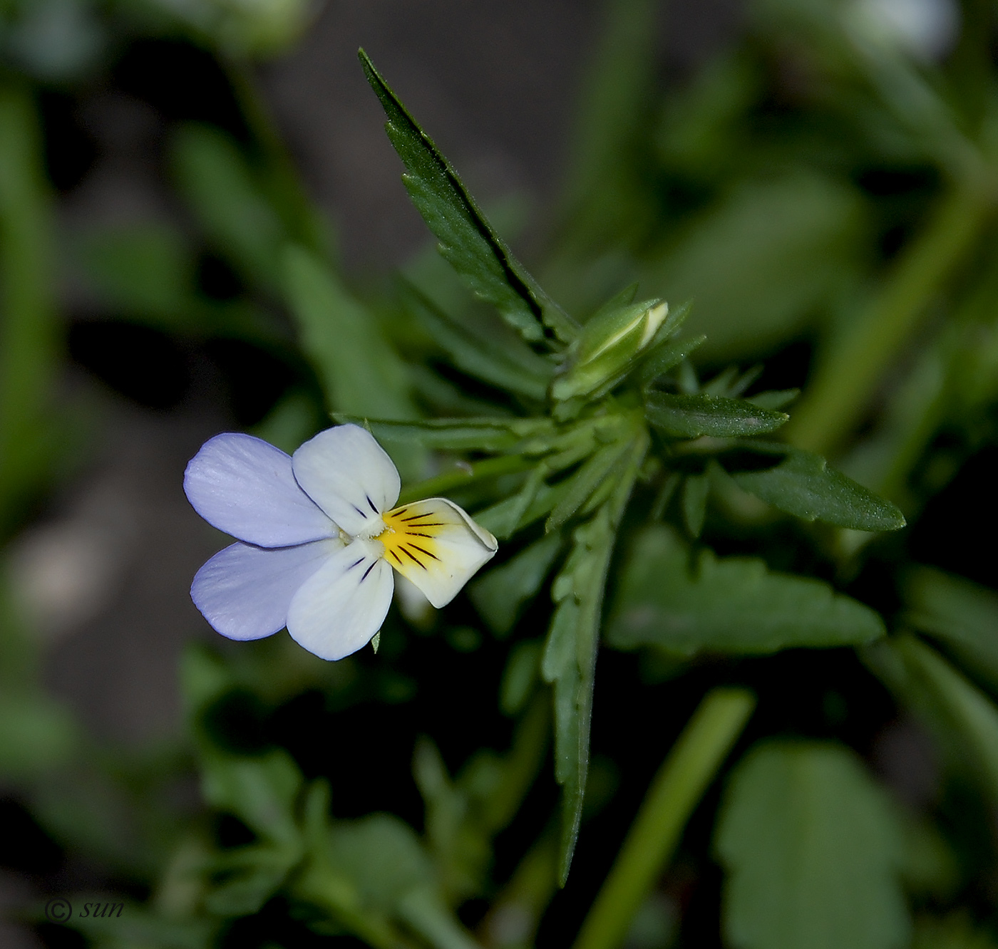 Изображение особи Viola tricolor.