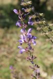 Salvia virgata