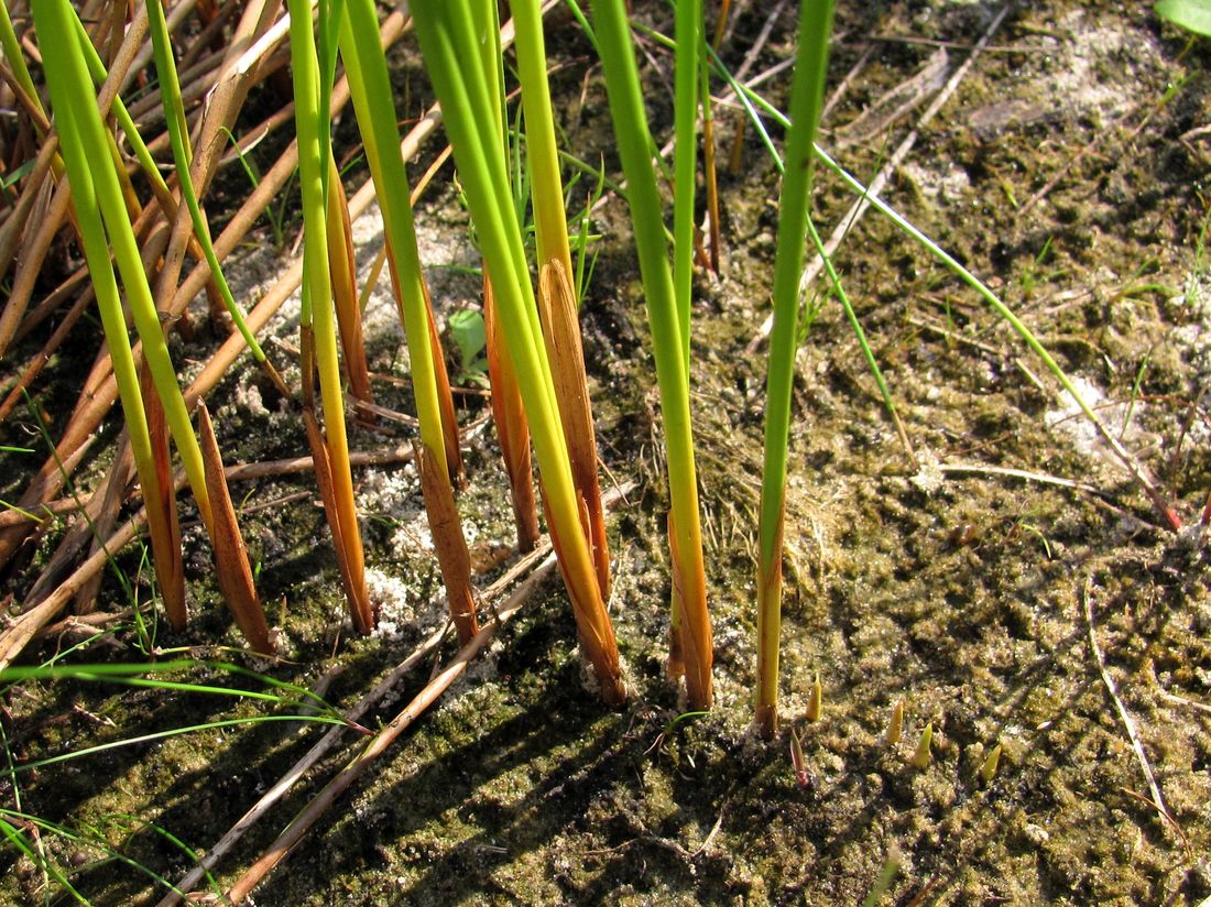 Изображение особи Juncus balticus.