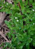 Stellaria nemorum. Верхушки побегов с цветками и бутонами. Астраханская обл., Астраханский заповедник, Дамчикский участок, берег реки. 29.04.2019.