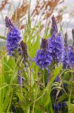 Veronica teucrium. Верхушка побега с соцветиями. Пермский край, пос. Юго-Камский, окр. Юго-Камского пруда, вершина холма, луг. 1 июля 2020 г.