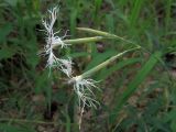 Dianthus superbus