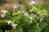 Clematis vitalba