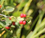 Lonicera tatarica. Верхушка побега с соплодиями. Республика Алтай, Усть-Коксинский р-н, левый берег р. Катунь, окр. руч. Барбыш, луг. 31.07.2020.