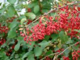Berberis vulgaris. Верхушка ветви с плодами. Иркутск, озеленение улицы. 26.09.2021.