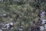 Picea glauca. Верхушки веточек. Москва, ВДНХ, в культуре. 05.01.2022.