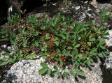 Sibbaldia procumbens. Отцветшее растение. Красноярский край, Ермаковский р-н, парк \"Ергаки\", окр. оз. Тушканчик, заросший курумник на берегу озера. 24.07.2012.