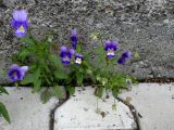 Viola tricolor