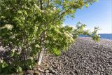 Sorbus aucuparia. Нижняя часть цветущего растения (в сообществе с Betula). Карелия, Ладожское озеро, северо-западный берег о. Селькямарьянсаари, галечный пляж. 14.06.2021.