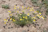 Anthemis ruthenica