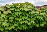 Parthenocissus tricuspidata. Вегетирующие растения на крыше. Грузия, Имеретия, монастырь Моцамета, в культуре. 14.06.2023.