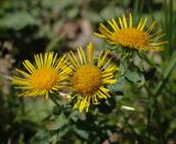 Inula britannica