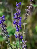 Salvia stepposa. Соцветие. Оренбургская обл., Кувандыкский гор. округ, окр. дер. Первое Юмагузино, луг. 05.07.2023.