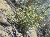 Ephedra monosperma