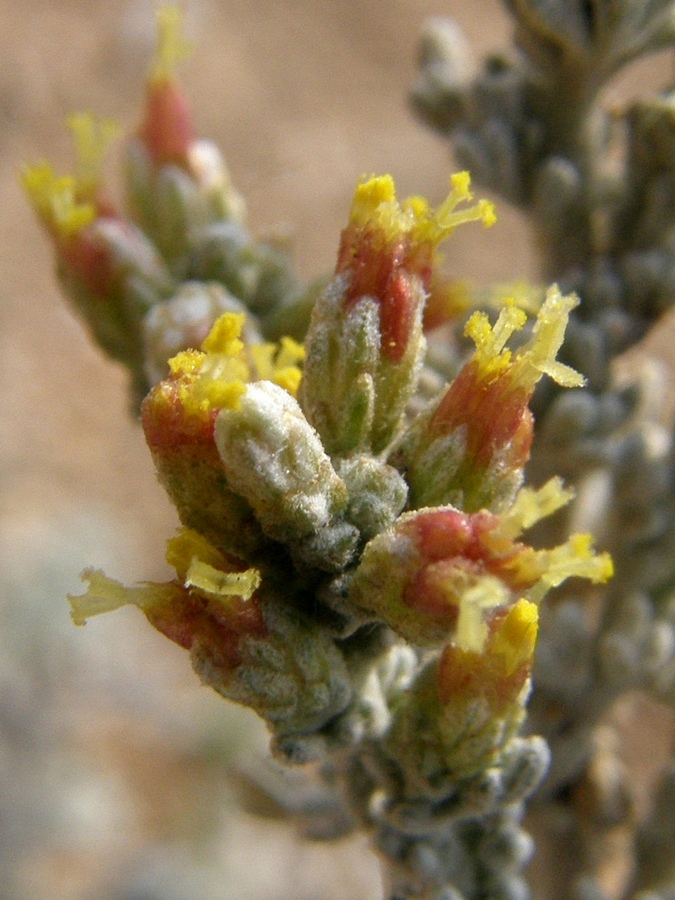 Изображение особи Artemisia lercheana.