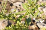 Veronica anagallis-aquatica