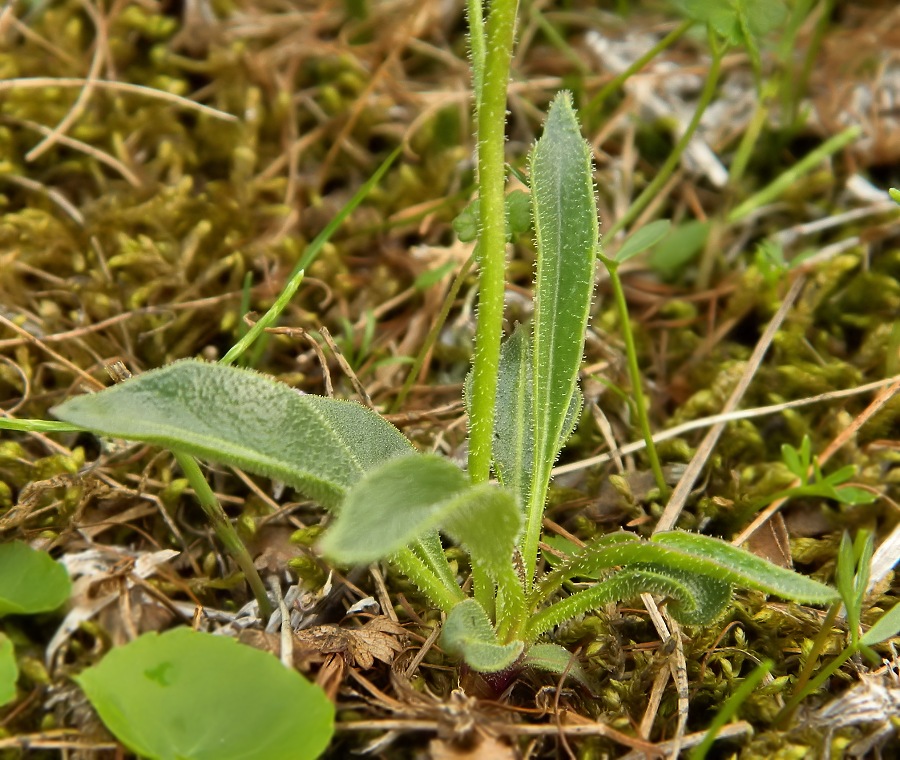 Изображение особи Parrya nudicaulis.