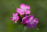 Dianthus andrzejowskianus. Соцветие. Ростовская обл., Октябрский р-н, ГПП \"Персиановская степь\", склоны правого берега р. Аюта. 01.06.2011.