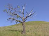 Quercus robur. Сенильное дерево на юго-западном склоне. Саратовская обл., Татищевский р-н. 5 мая 2012 г.