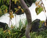 Styrax japonicus. Нижняя часть ствола взрослого растения. Нидерланды, г. Venlo, \"Floriada 2012\". 11.09.2012.
