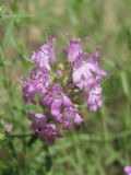 Thymus pallasianus