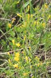 Jasminum fruticans. Веточки с цветками. Черноморское побережье Кавказа, Новороссийск, у мыса Шесхарис, можжевеловое редколесье. 14 апреля 2013 г.