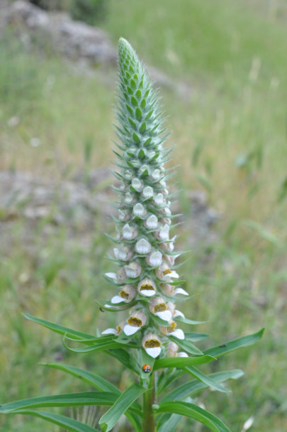 Изображение особи Digitalis lanata.