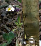 Viola arvensis