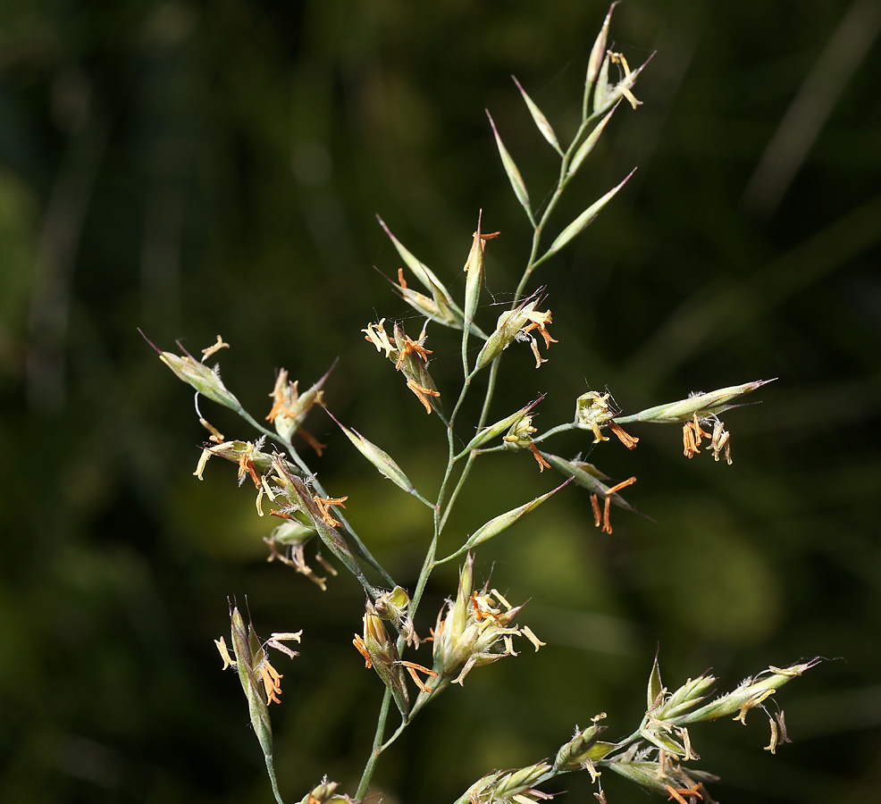 Изображение особи Festuca rubra.