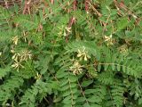 Astragalus schelichowii