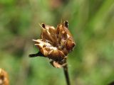 Linum flavum